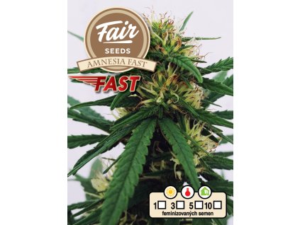 Fair Seeds Amnesia, feminized, 10ks