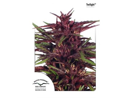 Dutch Passion Twilight, feminized, 10ks