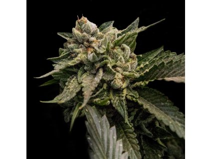 DNA Genetics Strawberry Sorbet, feminized, 6ks