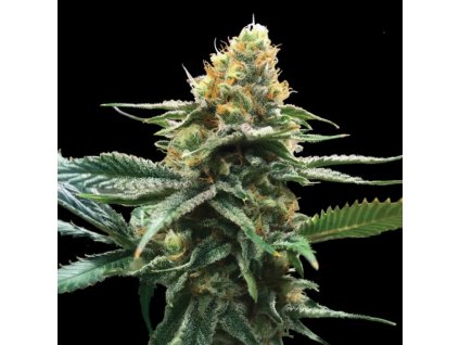 DNA Genetics Sour Sorbet, feminized, 6ks