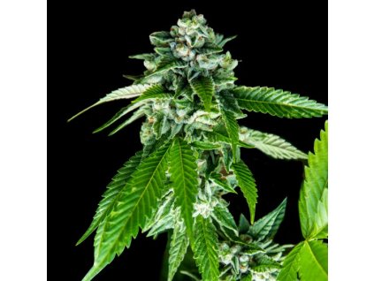 DNA Genetics Sorbet Dreams, feminized, 6ks