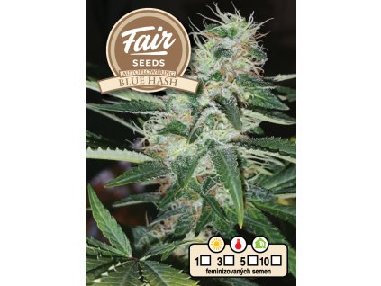 Fair Seeds Auto Blue Hash, feminized autoflowering, 10ks