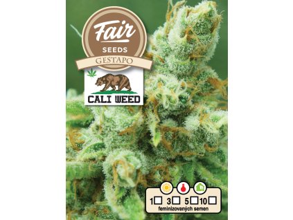 Fair Seeds Gestapo, feminized, 10ks