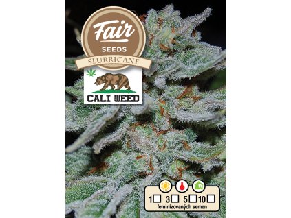 Fair Seeds Slurricane, feminized, 10ks