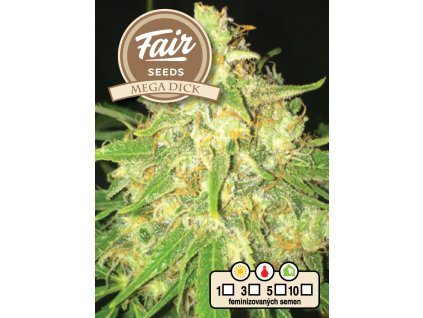 Fair Seeds MegaDick, feminized, 10ks
