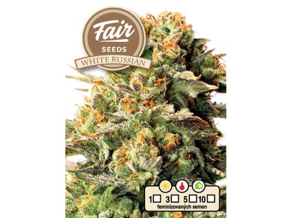 Fair Seeds White Russian, feminized, 5ks