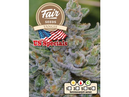 Fair Seeds Tangie, feminized, 10ks