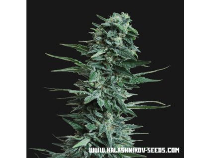 Kalashnikov Seeds Kuban Killer a.k.a. Kubanskiy Ubiyza,  feminized, VÝPRODEJ