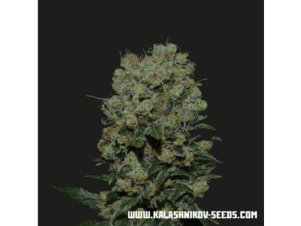 Kalashnikov Seeds Kalashnikov Express, feminized fast, 3ks
