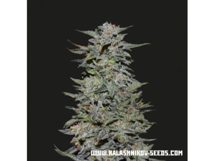Kalashnikov Seeds Boy Scout Cookies, feminized, 5ks