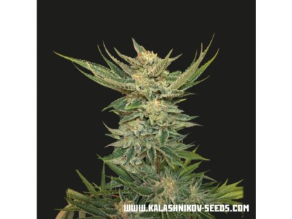 Kalashnikov Seeds Vodka Lemon, feminized, 5ks