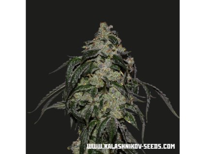 Kalashnikov Seeds Sayuz OG Express,  feminized fast, VÝPRODEJ