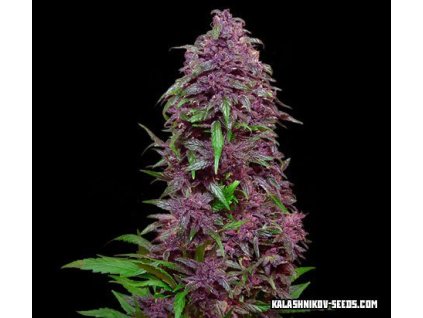 Kalashnikov Seeds Purple Mazar Auto,  feminized autoflowering, VÝPRODEJ