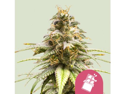 Royal Queen Seeds Chocolate Haze, feminized, 10ks