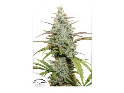 Dutch Passion Mokum´s Tulip feminizovaná
