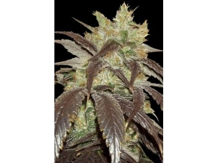 Paradise Seeds Spoetnik #1, feminized, 10ks