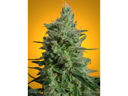 Paradise Seeds Delahaze, feminized, 10ks