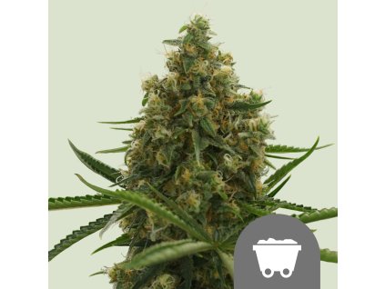 Royal Queen Seeds Shining Silver Haze, feminized, 5ks