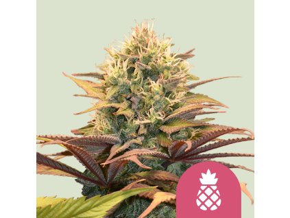 Royal Queen Seeds Pineapple Kush, feminized, 5ks
