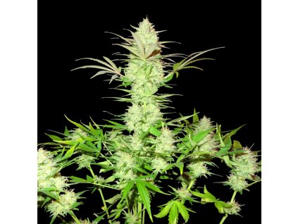 Sumo Seeds Ultimate AK, feminized, 3ks