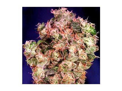 dutch passion oasis feminized