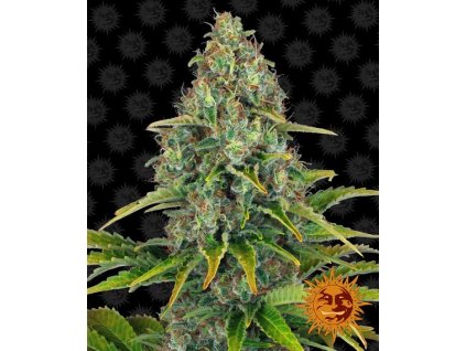 Barney´s Farm Blueberry Cheese Auto, feminized autoflowering, 5ks