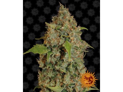 Barney´s Farm Chronic Thunder, feminized, 5ks