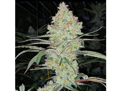 SLH IBL V1 Grow