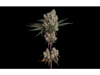 Another Level(GMO x zkittlex) x e3