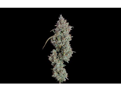 Pineapple Diesel 1440X900 Lilac Diesel x Pinapple Runtz 4 Edit