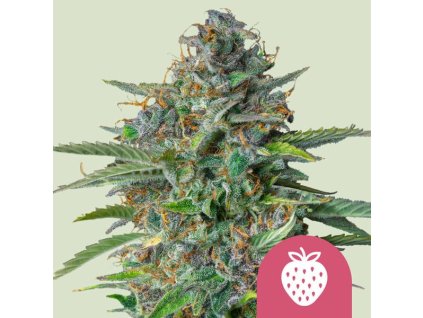 strawberry cough