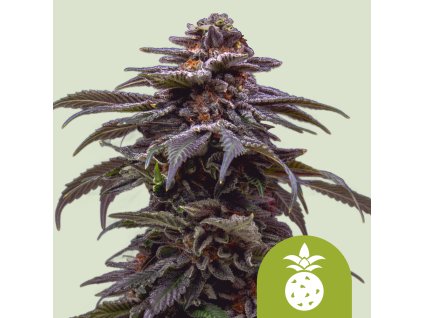 Auto TropicanaCookiesPurple