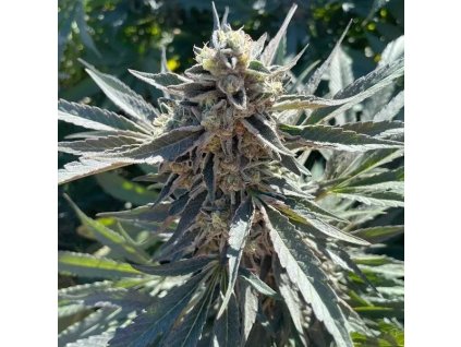 Lemon Purple Punch