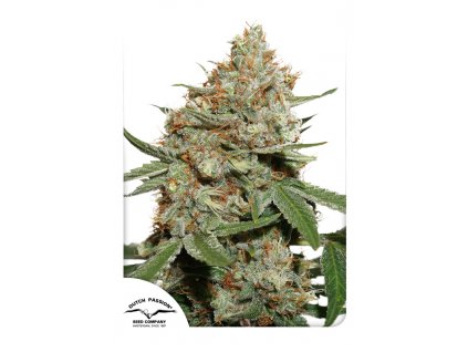 Dutch Passion Skunk #11 feminizovaná