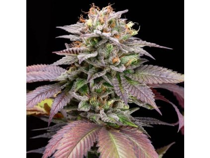 bigmikes genetics blue knuckle punch