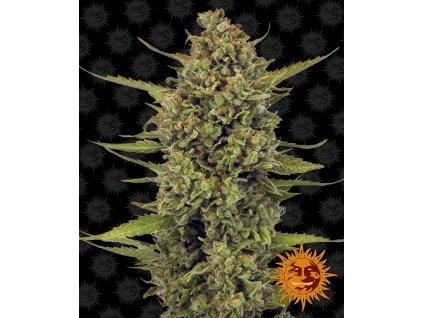 Barney´s Farm Acapulco Gold, feminized, 3ks
