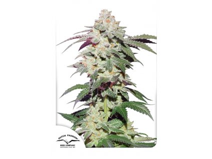 Dutch Passion Skywalker feminizovaná