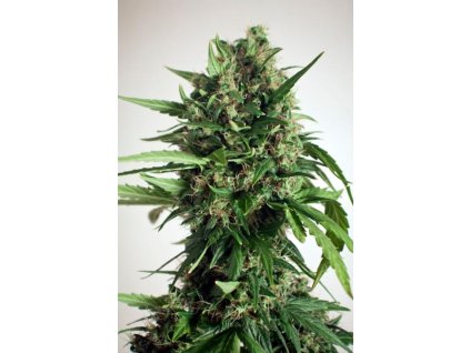 dutch passion taiga 2 feminized autoflowering