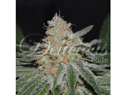 critical neville haze