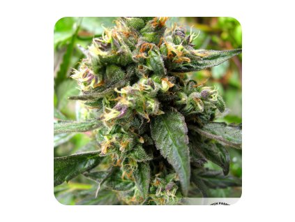 dutch passion trance feminized