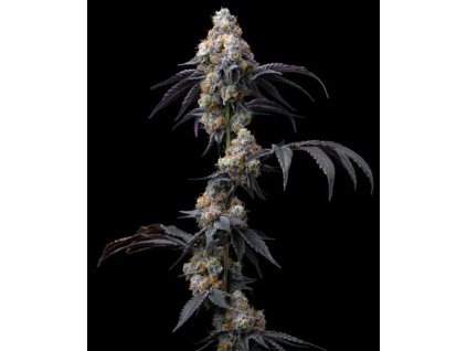 barneys farm rainbow sherbet
