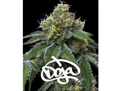 barneys farm rs11 x banana og