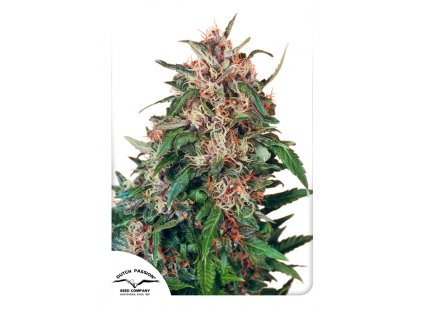 Dutch Passion Hollands Hope regulérní