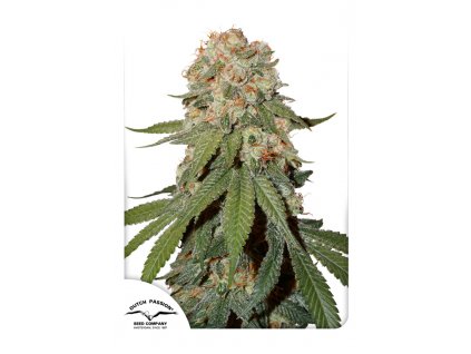 Dutch Passion Orange Bud regulérní