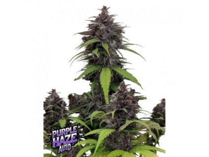 purple haze auto fast buds