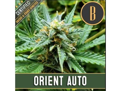 Blimburn Seeds Orient Auto, feminizovaná autoflowering semena konopiorient aut