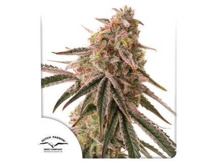 Dutch Passion Frozen Biscotti, feminized, 10ks