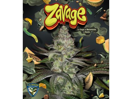 5. T.H.Seeds Zavage promo