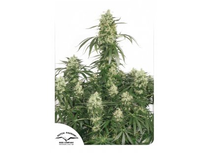 Dutch Passion The Ultimate x White Widow regulérní