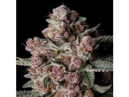 tropical jam silent seeds
